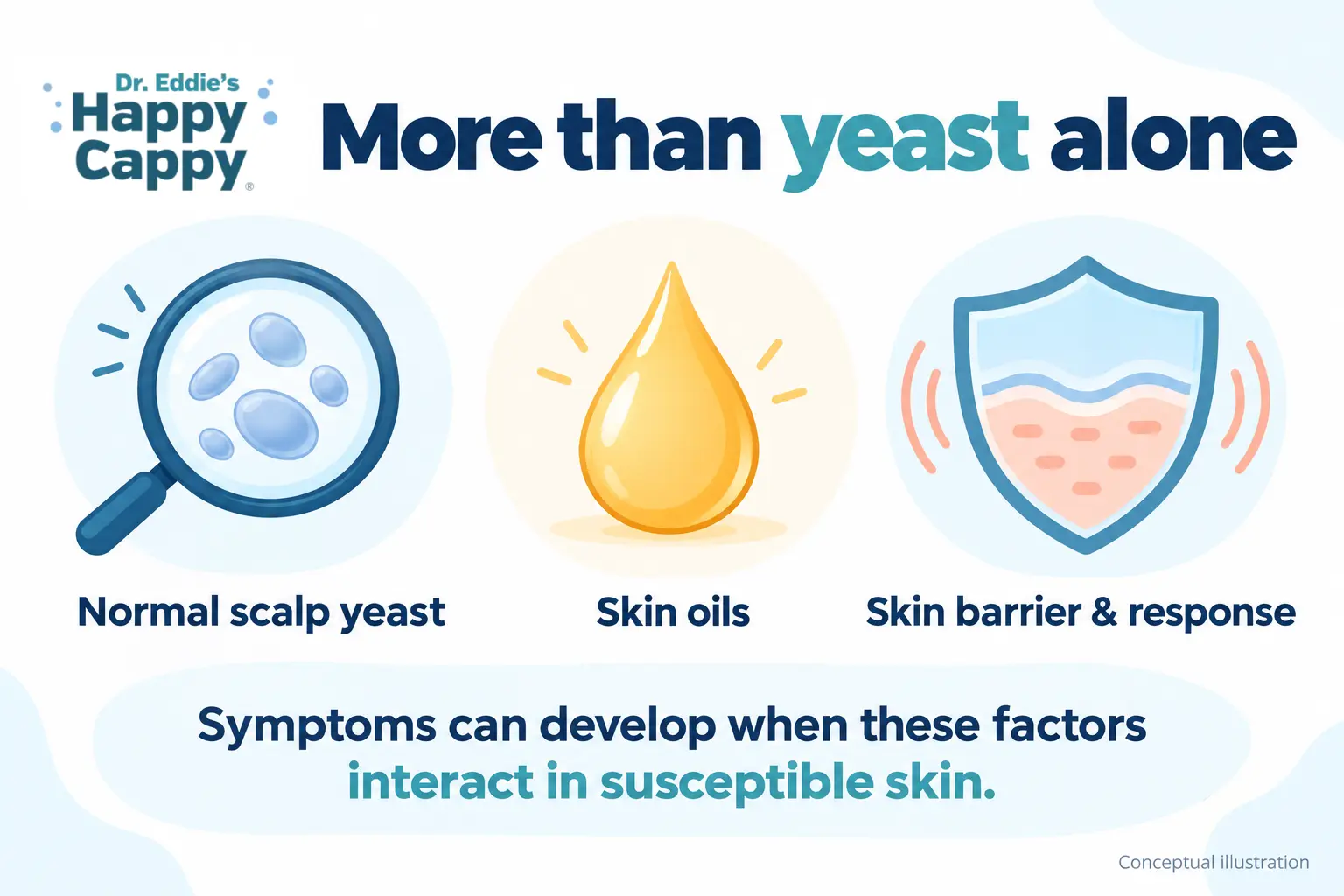 Conceptual illustration of normal scalp yeast, skin oils, and the skin barrier and response interacting in susceptible skin.