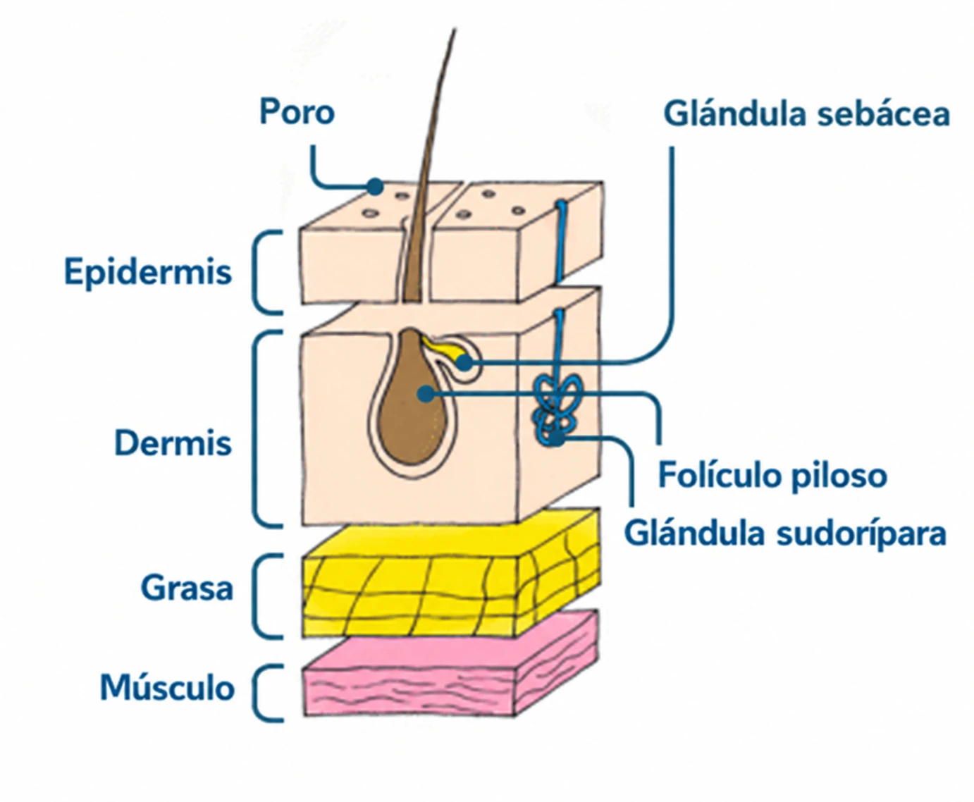 Diagrama de la piel que muestra un folículo piloso, una glándula sebácea, un poro y las capas de la piel.